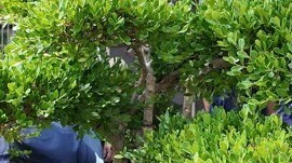 花间拾趣·芳邻共享 五芳园社区微花园