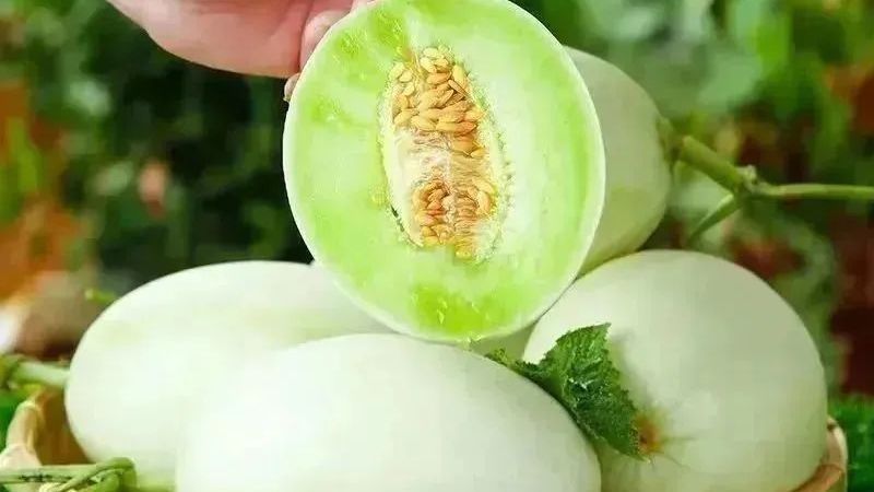 18.5度甜玉菇甜瓜，晶莹似翡翠！甜软如冰淇淋！爽滑细腻飚汁！
