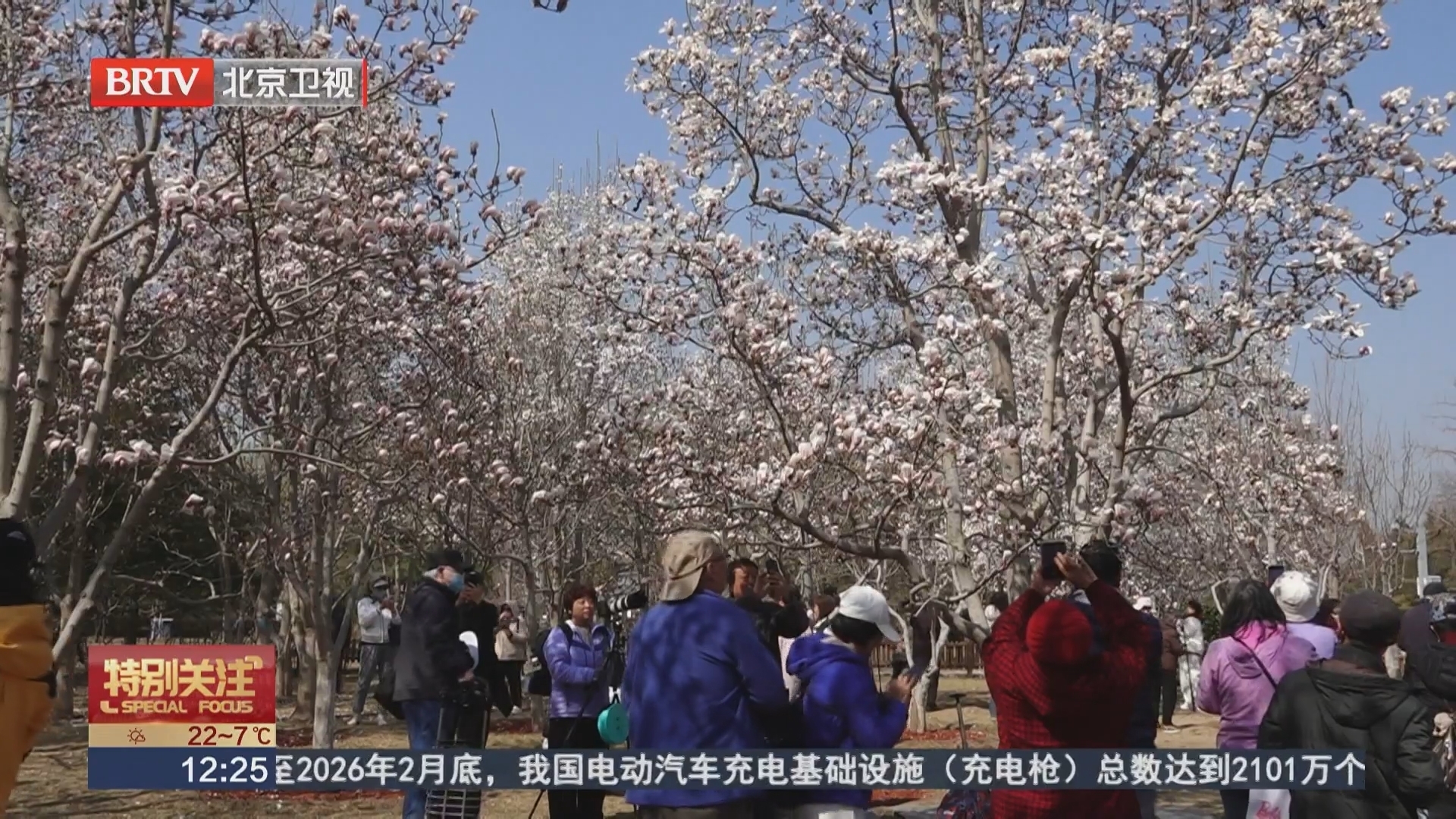 玉兰花开处 诗画满京城