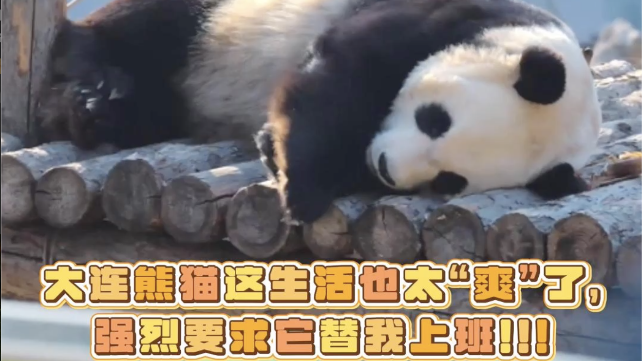 大熊猫金虎的生活也太“爽”了，强烈要求它替我上班！！！