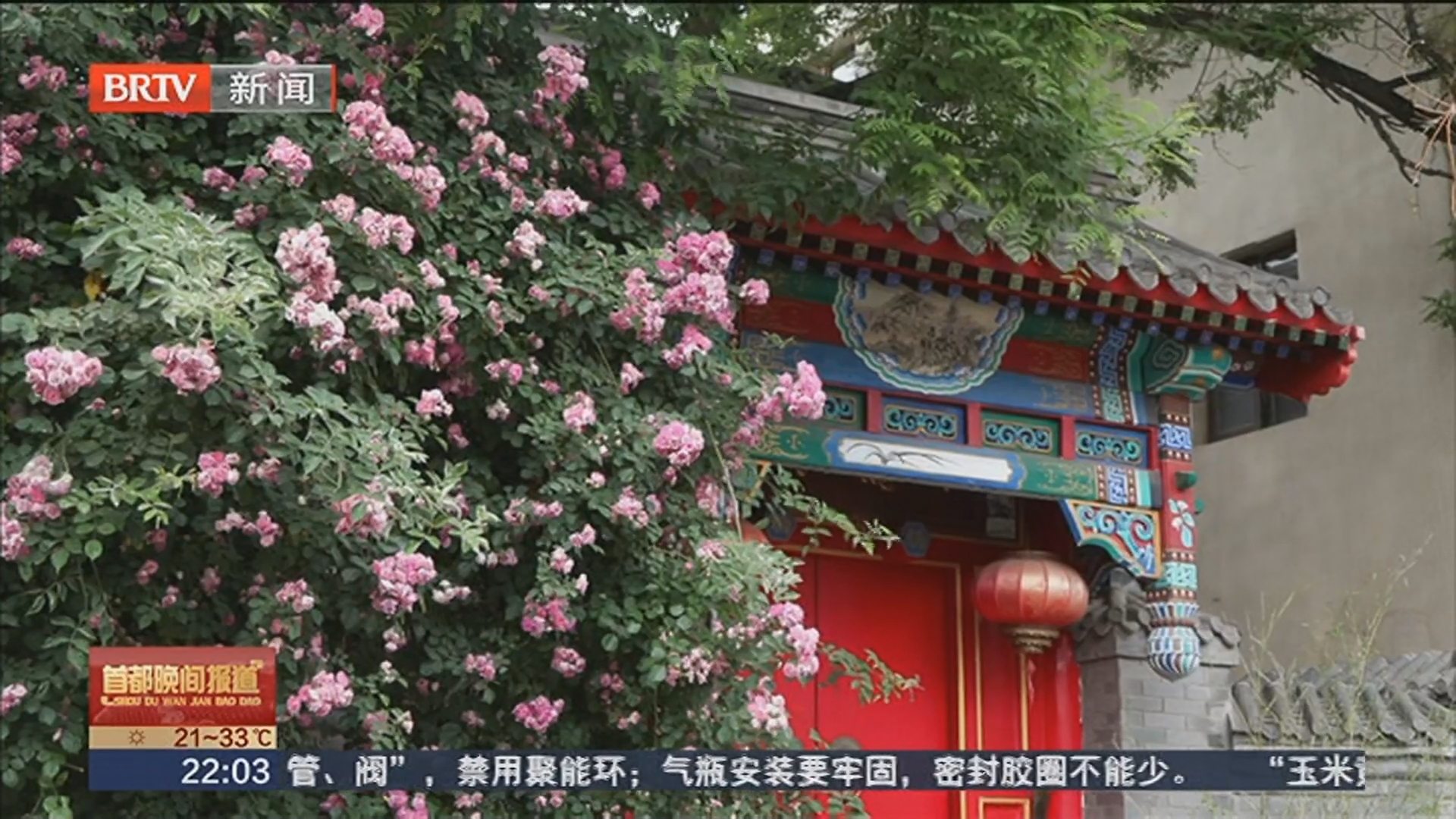 寿比胡同的“蔷薇瀑布”：一面花墙 一份局气