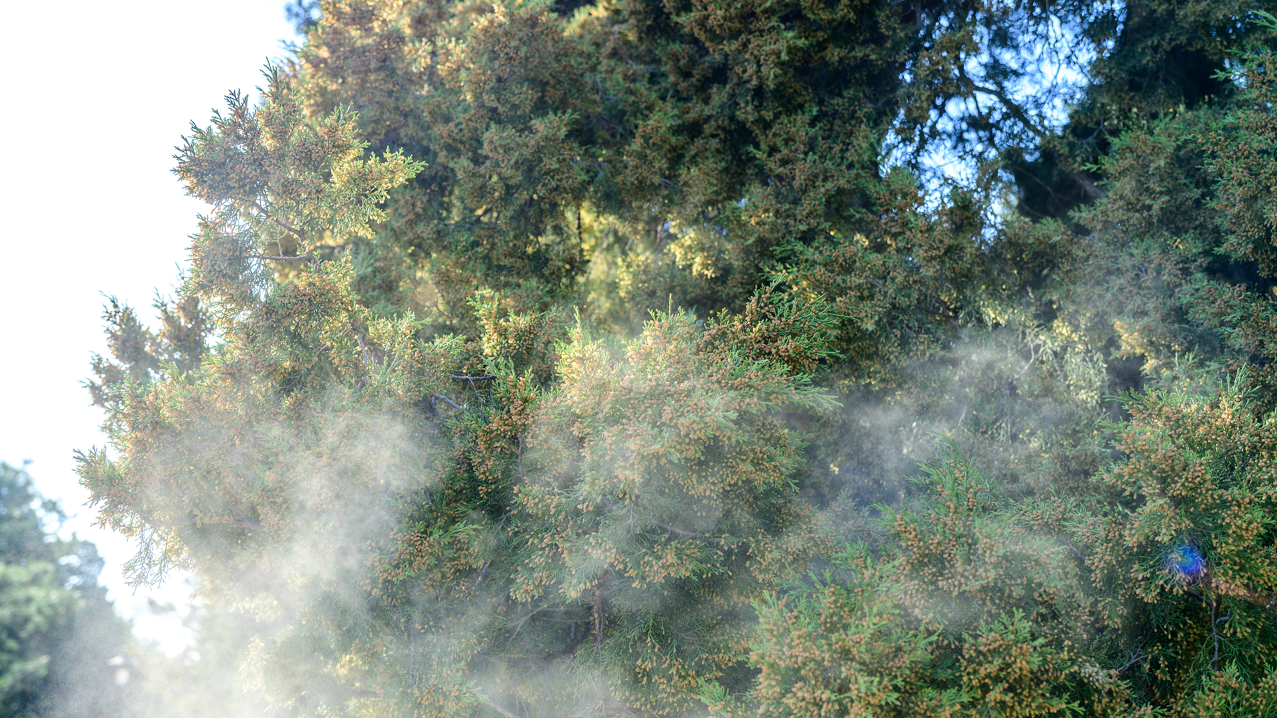 拯救过敏星人!花粉“捕手”用上高科技武器 拯救过敏星人!花粉“捕手”用上高科技武器