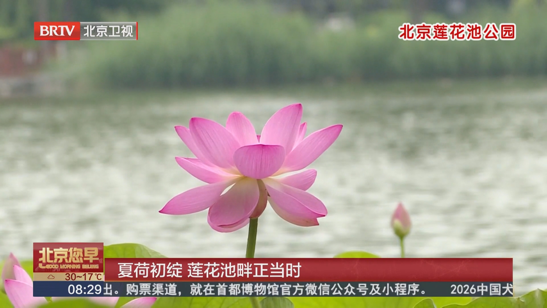 夏荷初绽 莲花池畔正当时