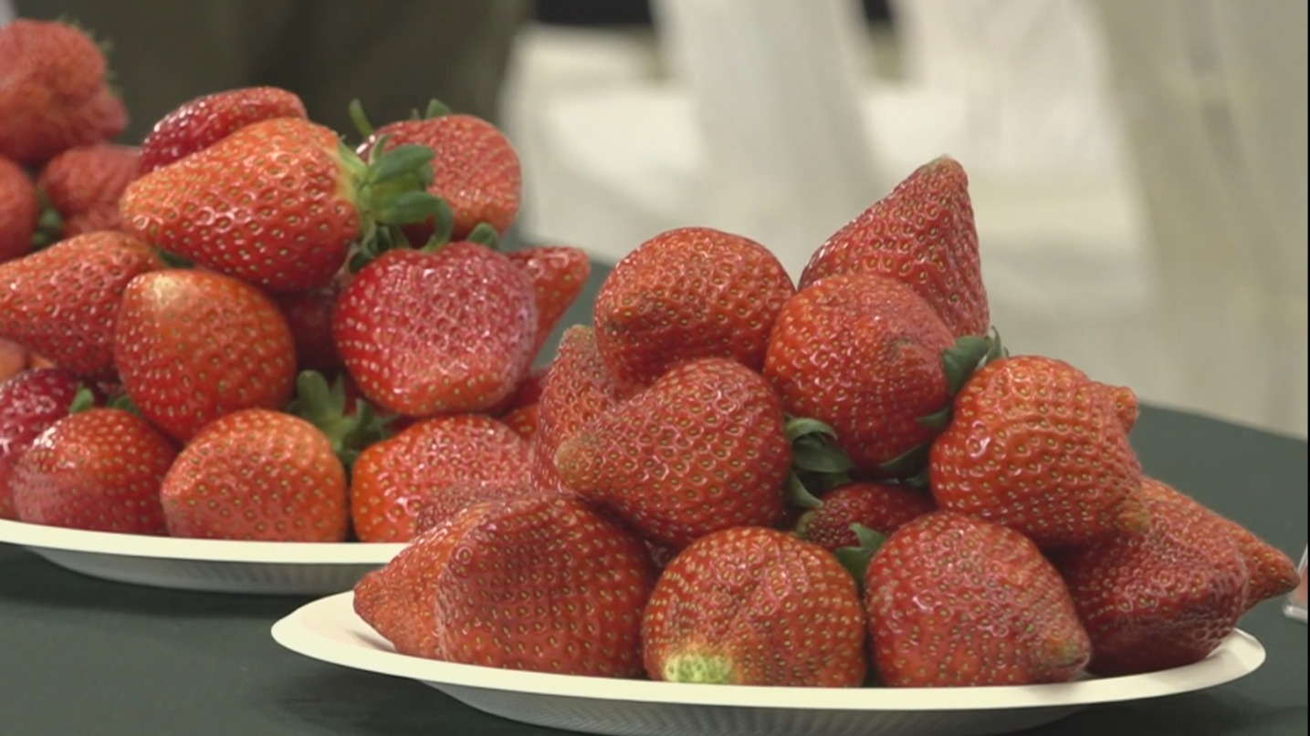 第七届昌平草莓节开幕