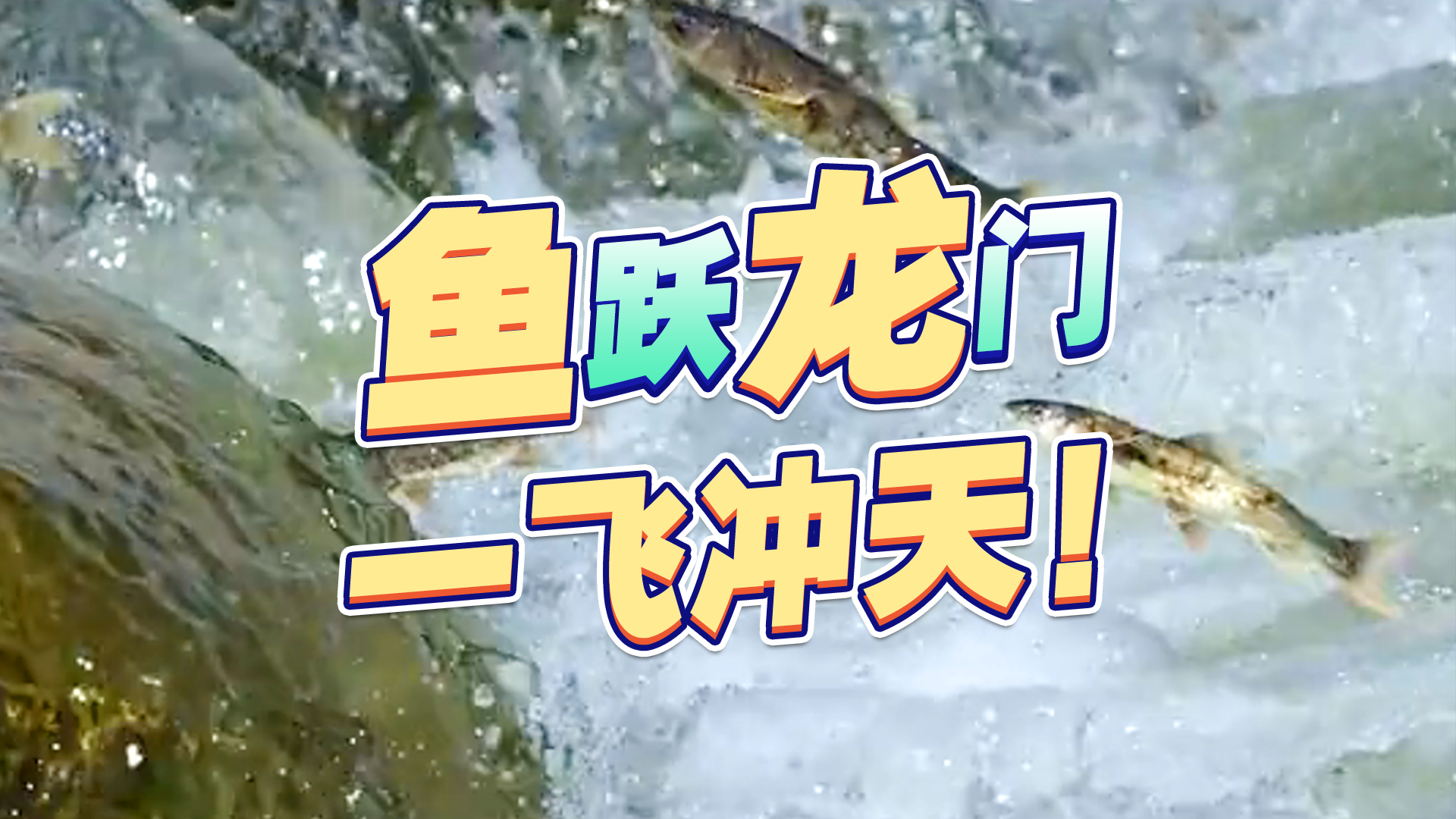 青海湖万千湟鱼逆流而上洄游，上演鱼跃龙门，一飞冲天！_北京时间