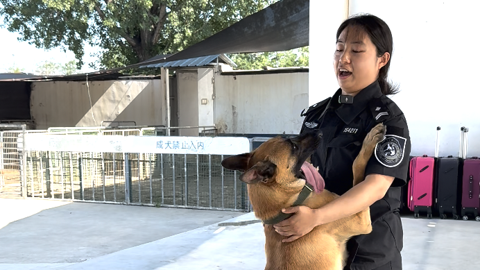 谁还不是个宝宝！北京警花和她的扑咬犬战神的温馨互动