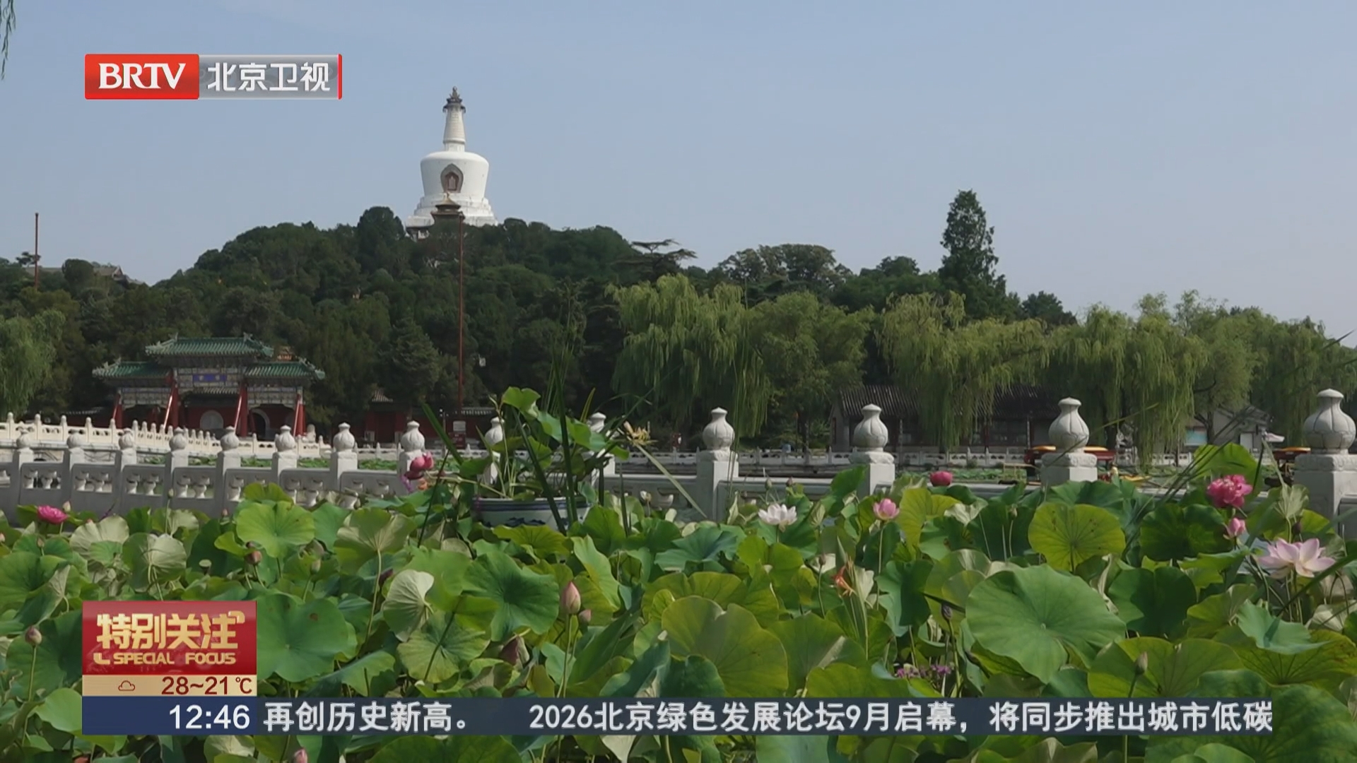京城荷韵：北海公园荷花进入观赏期
