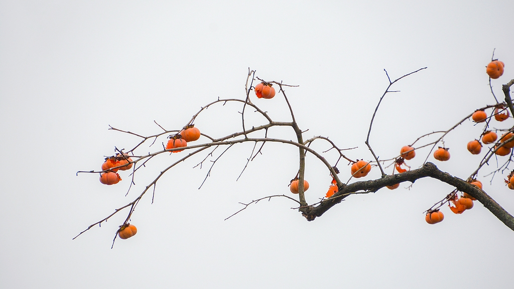五百块从树农手里买,数万、十几万卖到别墅区:一棵老柿树的奇幻漂流 五百块从树农手里买,数万、十几万卖到别墅区:一棵老柿树的奇幻漂流