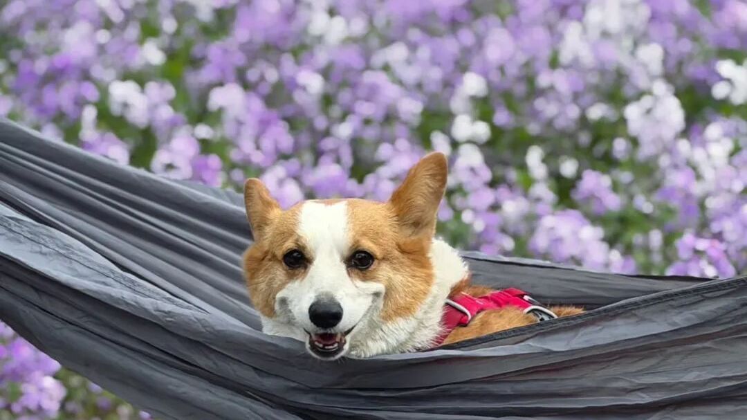 花海×长椅/电影节，“更有故事的二月兰”就在这两个免费公园