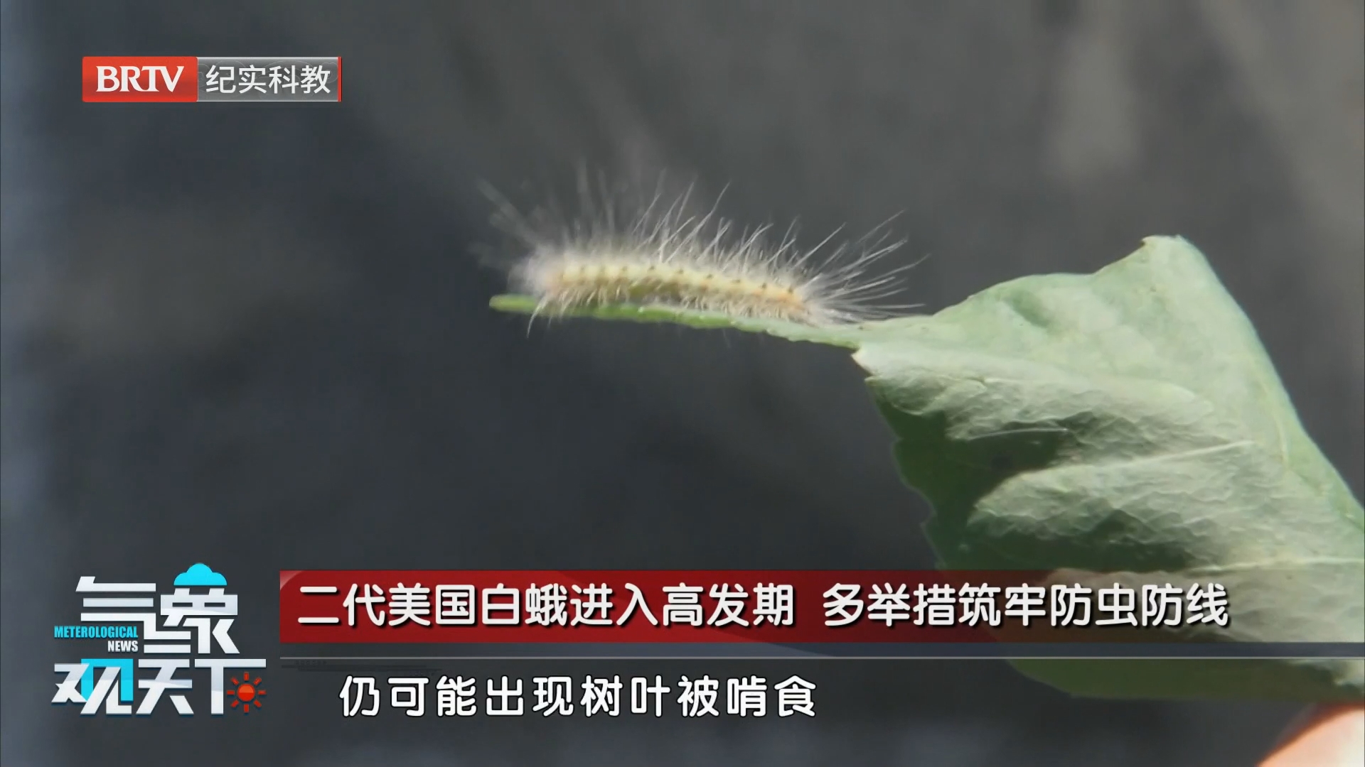 雨水助推美国白蛾繁衍 科学防控降低虫害影响 雨水助推美国白蛾繁衍 科学防控降低虫害影响