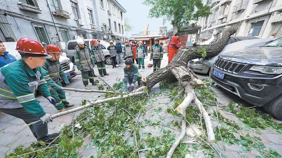 【京华好风气】狂风中,他们撑起“防风屏障” 【京华好风气】狂风中,他们撑起“防风屏障”