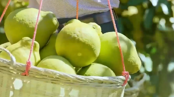 新春走基层 | 这个村的金柚，能做精油、饮料，还能变化妆品