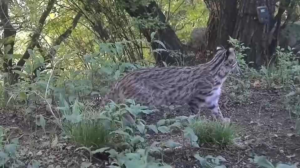 豹猫在北京如何生活?记者探访西山林场 豹猫在北京如何生活?记者探访西山林场