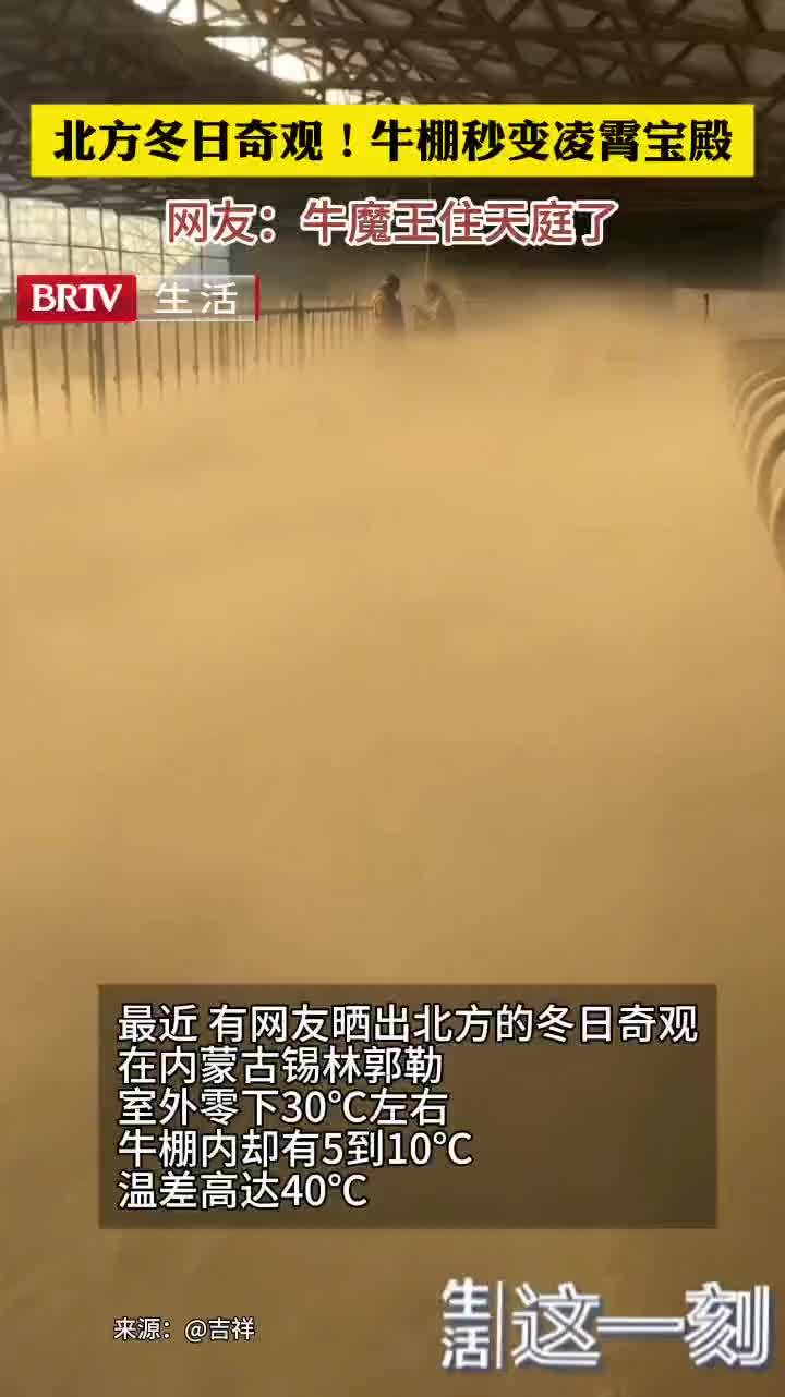 北方冬日奇观！牛棚开门秒变凌霄宝殿网友：牛魔王住天庭了