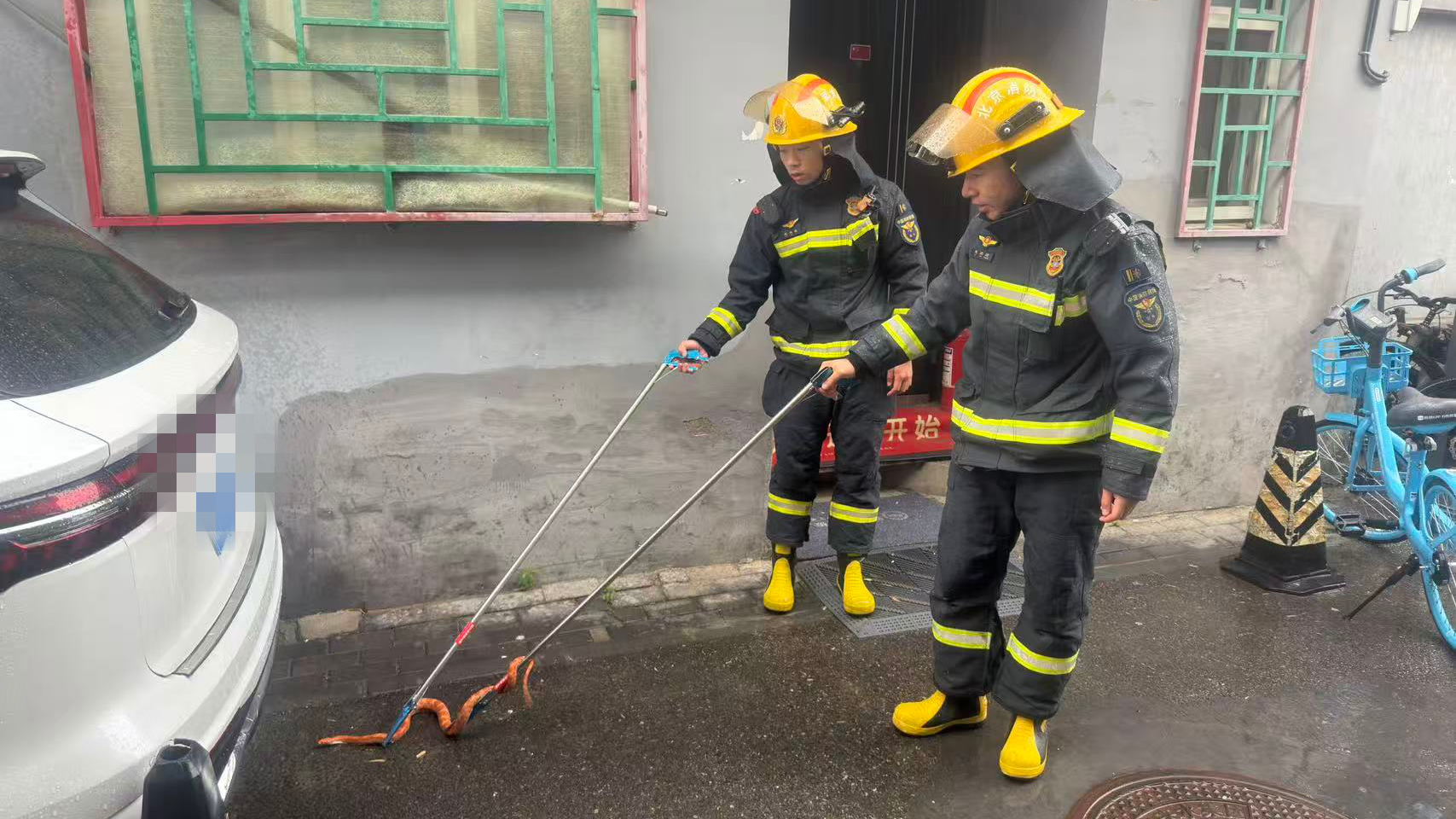 雨天胡同冒出一条橘色蛇，居民呼叫消防员“拿下”它