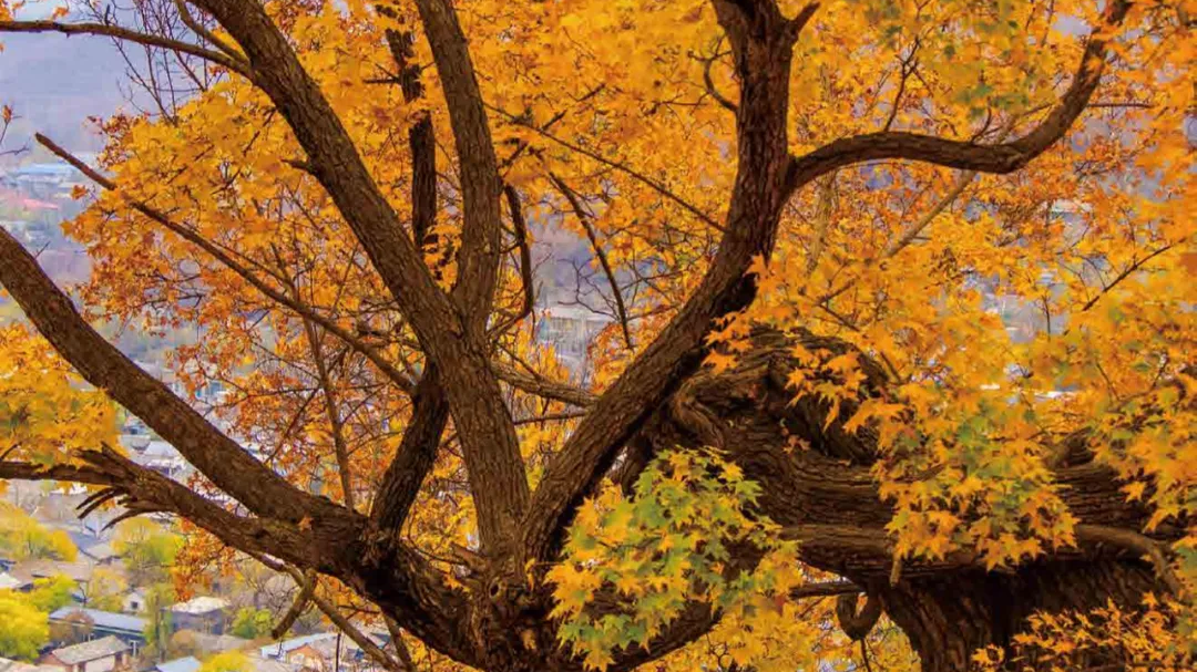 京郊秋色天花板！8个古村藏着紫禁城的秘密、杨家将的传说…