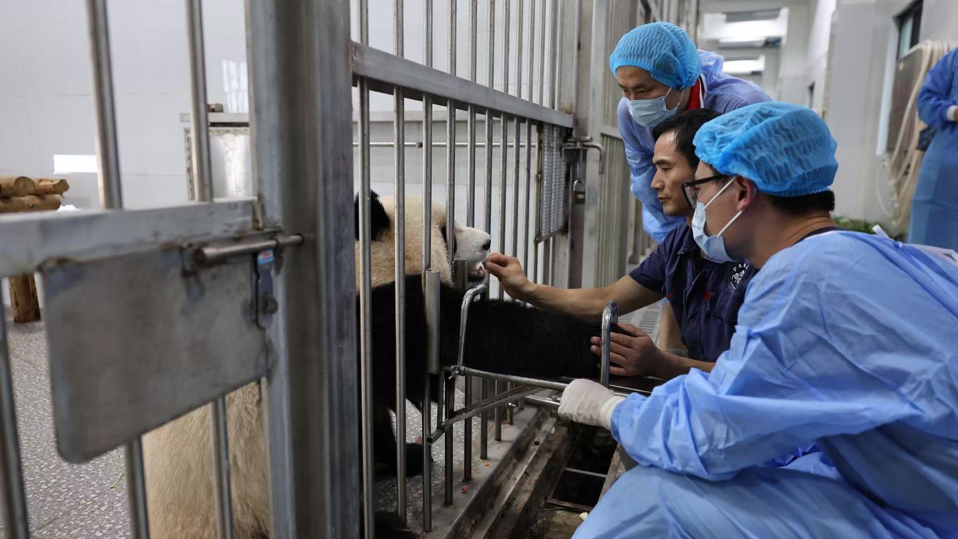 重庆动物园回应“部分大熊猫脱毛”:未见异常病理表现 重庆动物园回应“部分大熊猫脱毛”:未见异常病理表现