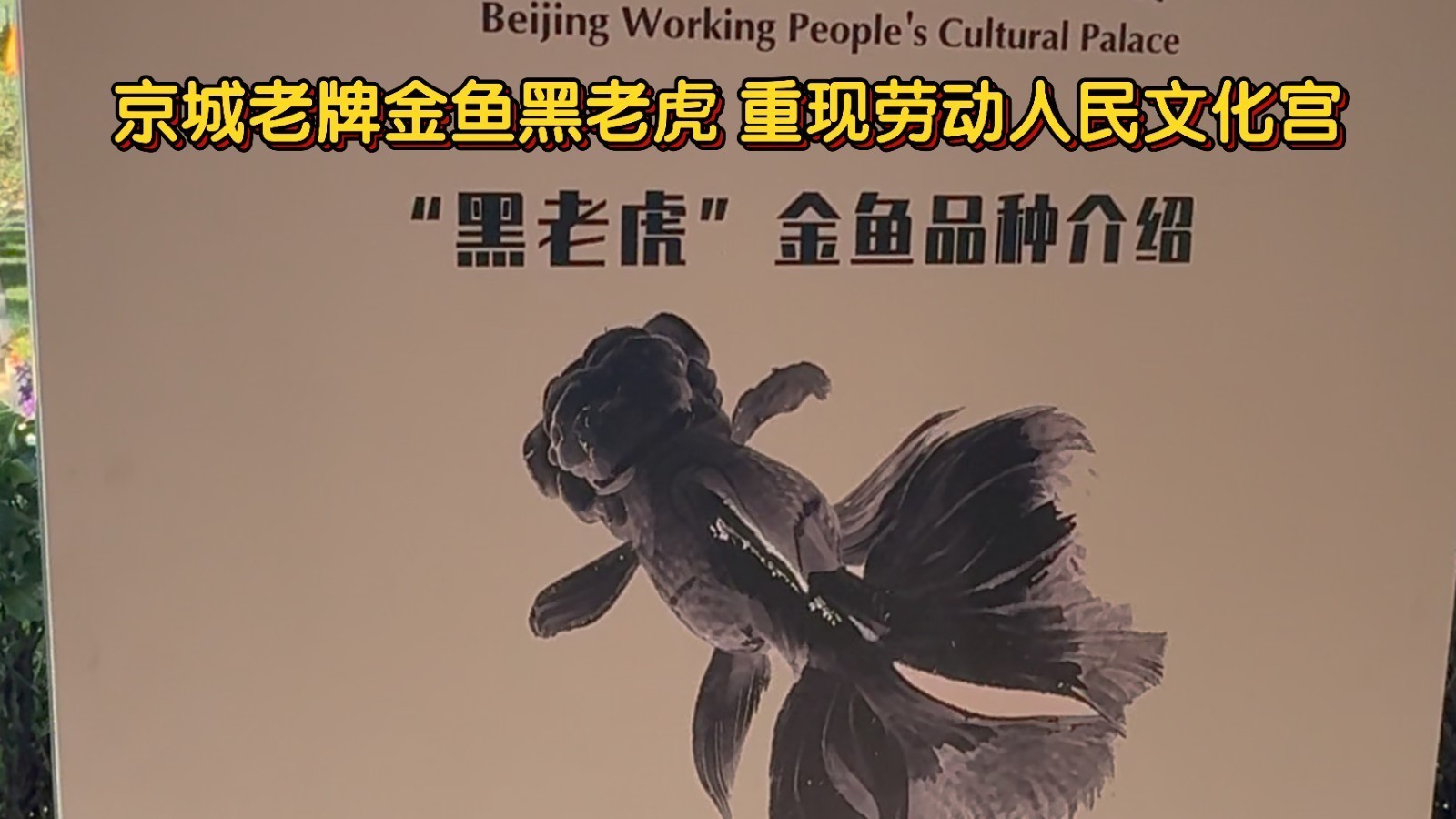 京城老牌金鱼黑老虎重现劳动人民文化宫