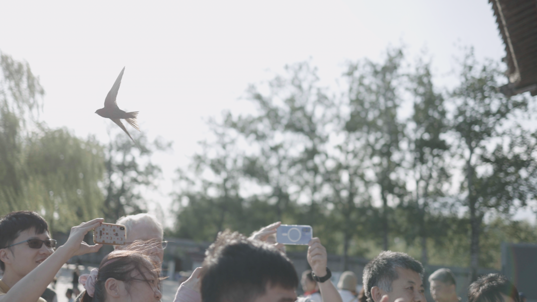 颐和园北京雨燕也迎来年度“大考”!共标记107只 颐和园北京雨燕也迎来年度“大考”!共标记107只