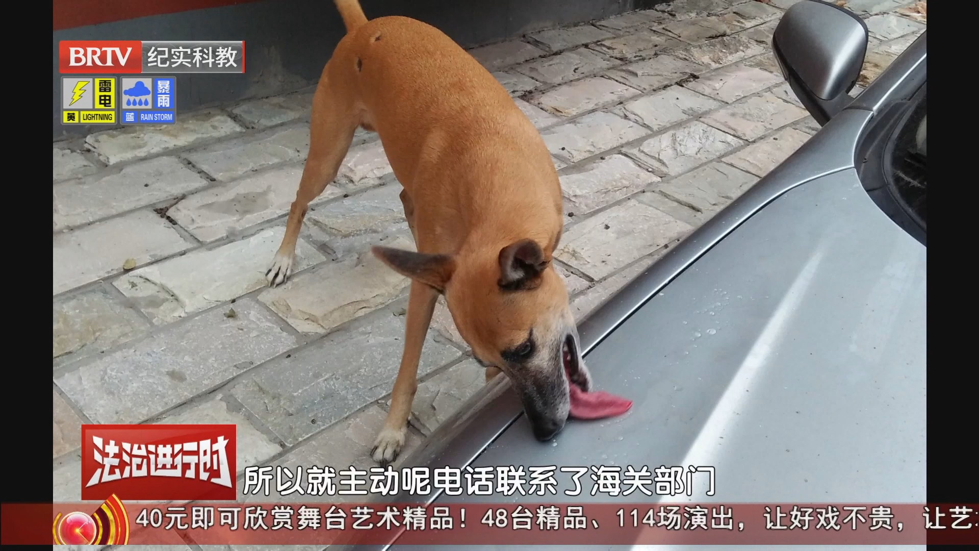 《警法目录》20260802谎称送狗海外治病 诈骗狗主人12万获刑