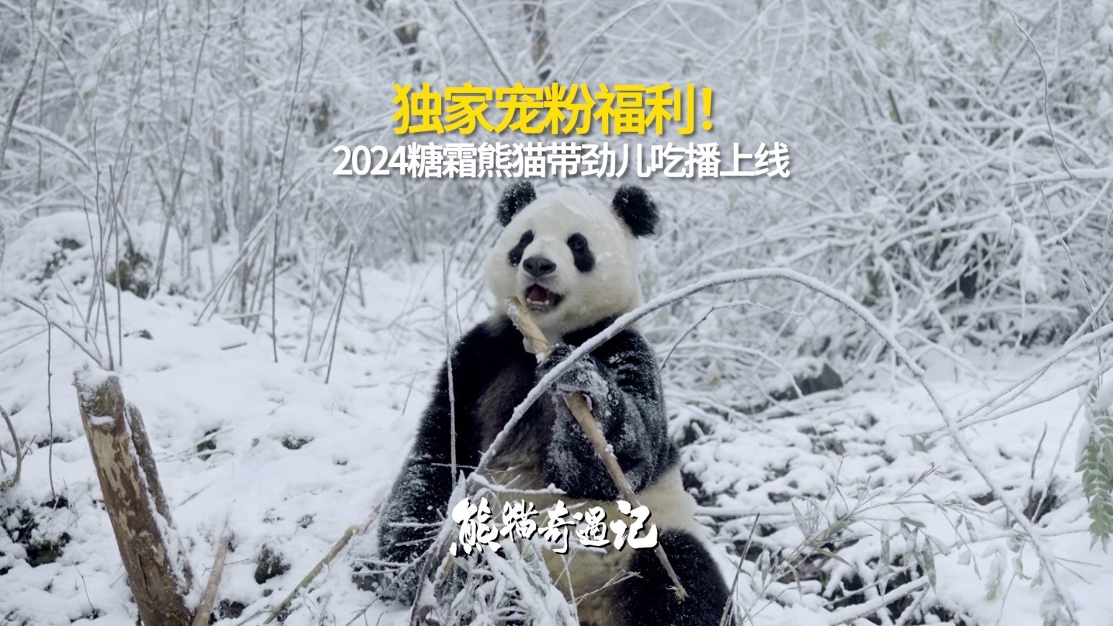 独家宠粉福利来咯!糖霜贤贤雪地吃播甜蜜上线 独家宠粉福利来咯!糖霜贤贤雪地吃播甜蜜上线