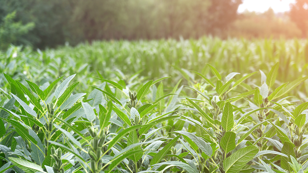 山大证实，淡出餐桌的麻，4000年前曾是北方主粮