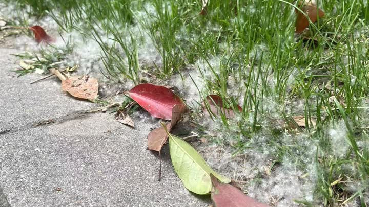 扬州进入“飞絮”高发期,专家提醒…… 扬州进入“飞絮”高发期,专家提醒……