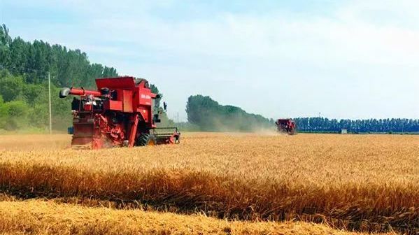“颗粒归仓”正当时！李遂镇上万亩麦田经抢收“落袋为安”
