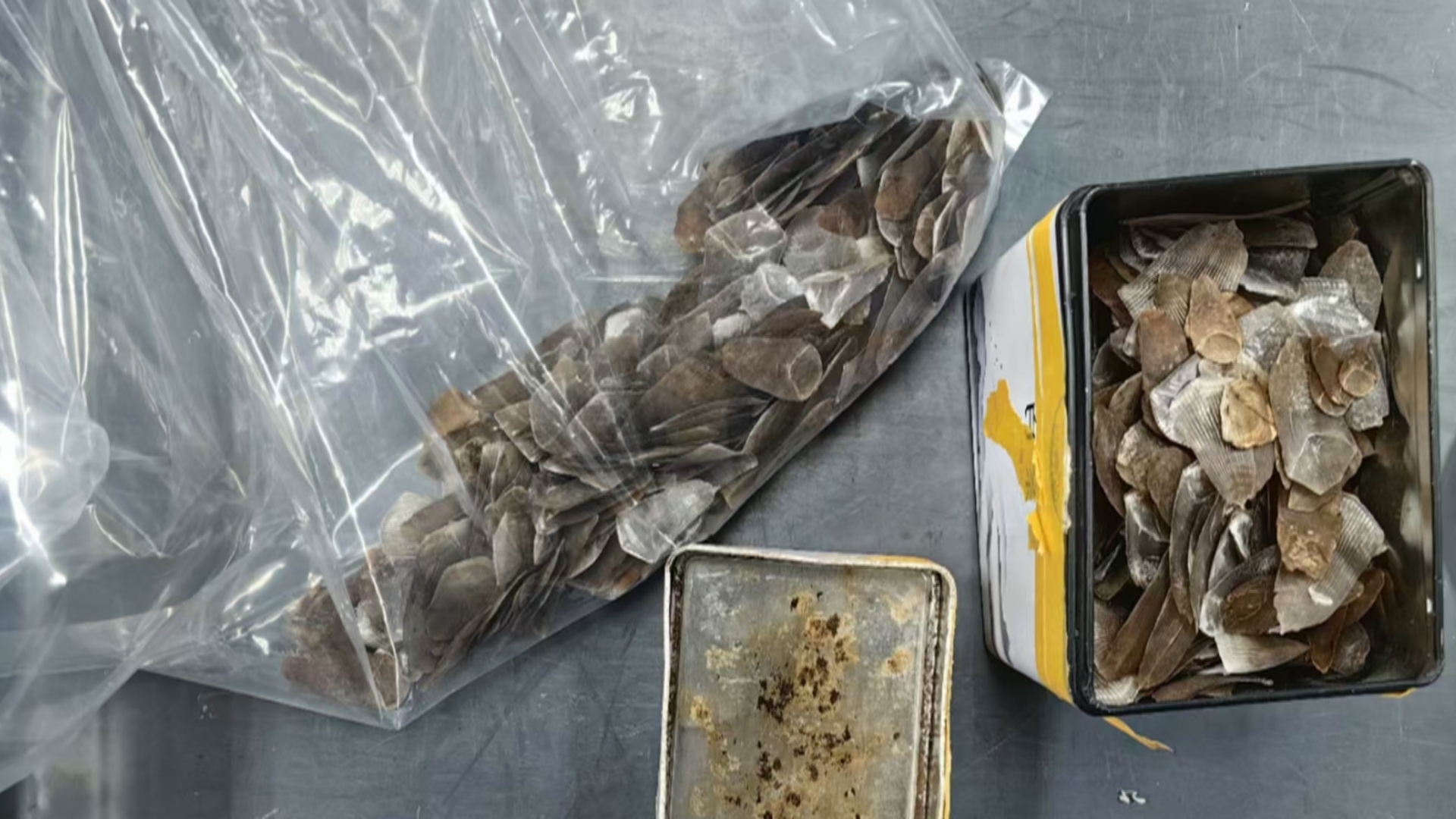 海关查获走私象牙 穿山甲鳞片案 海关查获走私象牙 穿山甲鳞片案