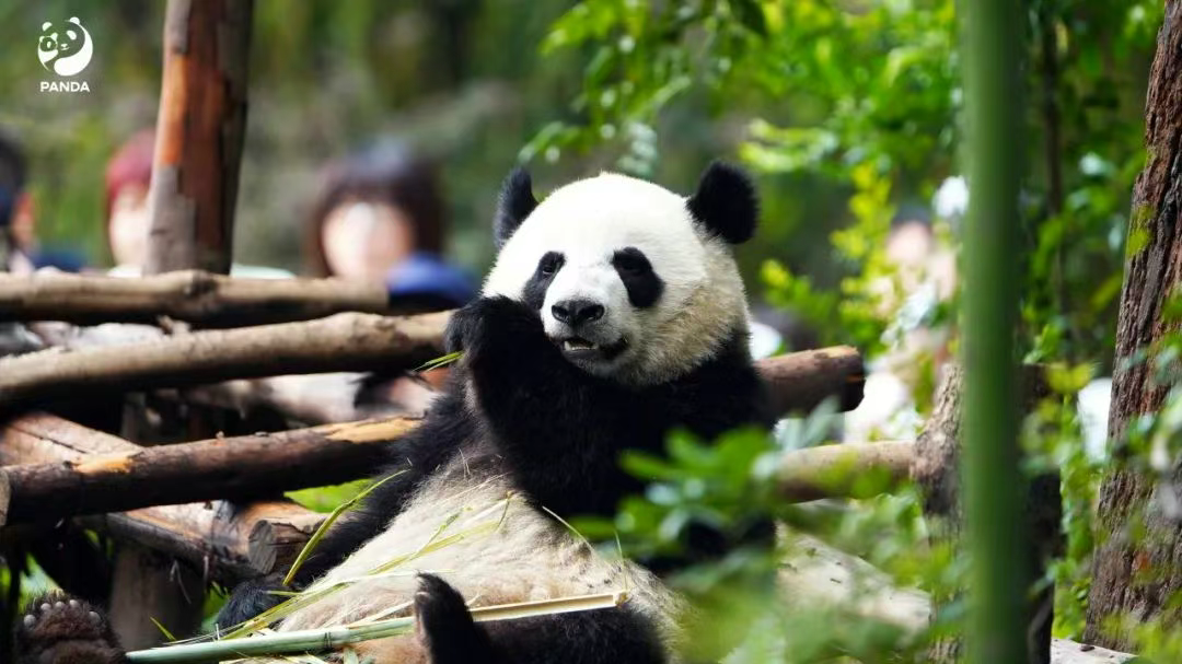可以丝滑“炫”竹子 大熊猫的咬合力有多强? 可以丝滑“炫”竹子 大熊猫的咬合力有多强?