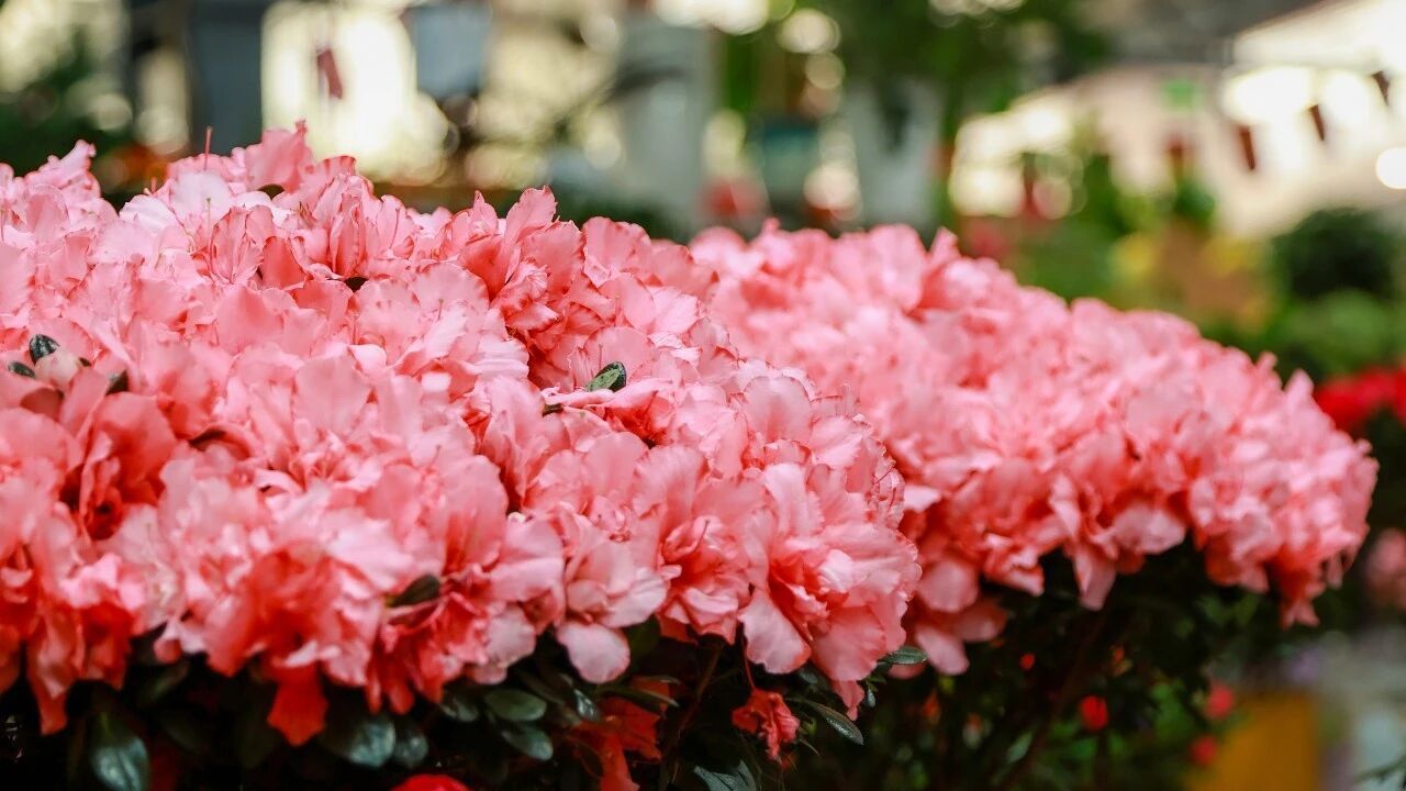 房山年礼丨马上花开！