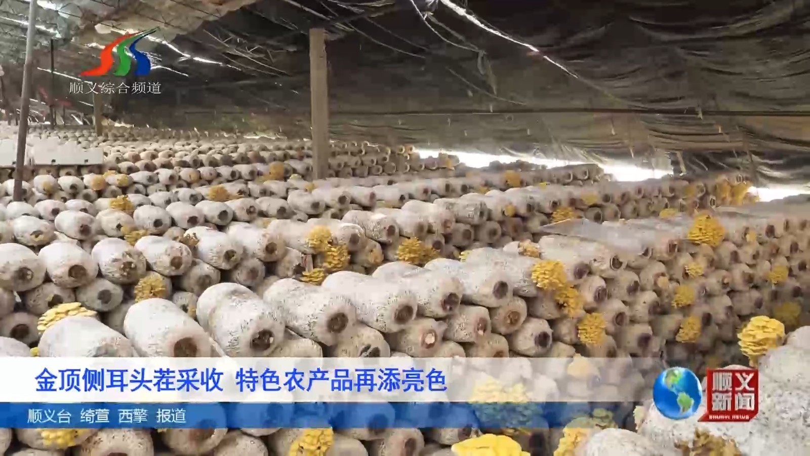 金顶侧耳头茬采收 特色农产品再添亮色