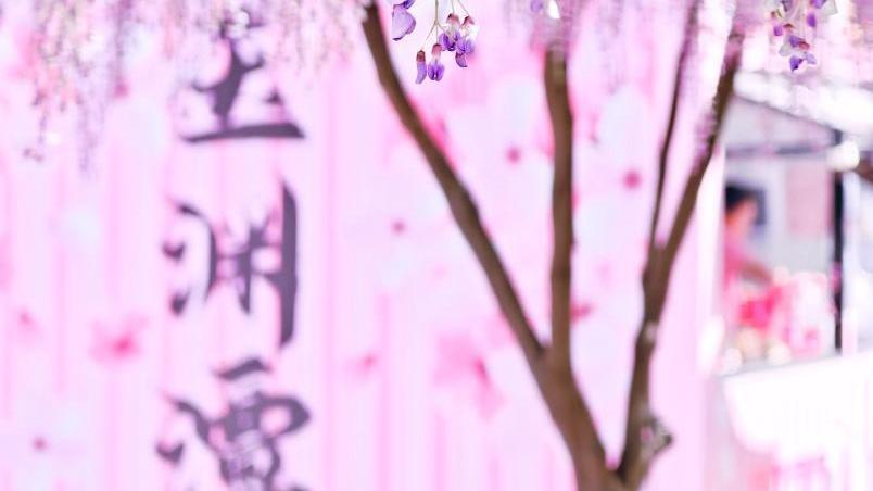 绝绝“紫”!海淀这个紫色“瀑布”进入最佳观赏期 绝绝“紫”!海淀这个紫色“瀑布”进入最佳观赏期