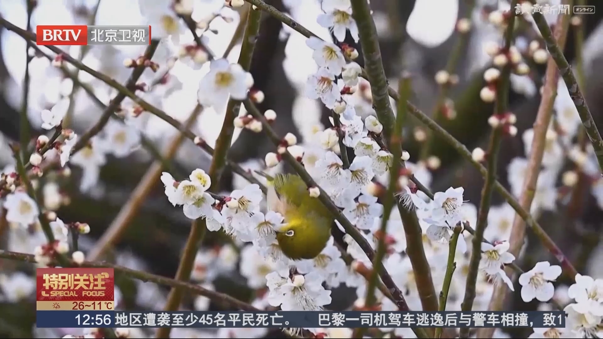 日本铃鹿市垂枝梅迎来最佳观赏期