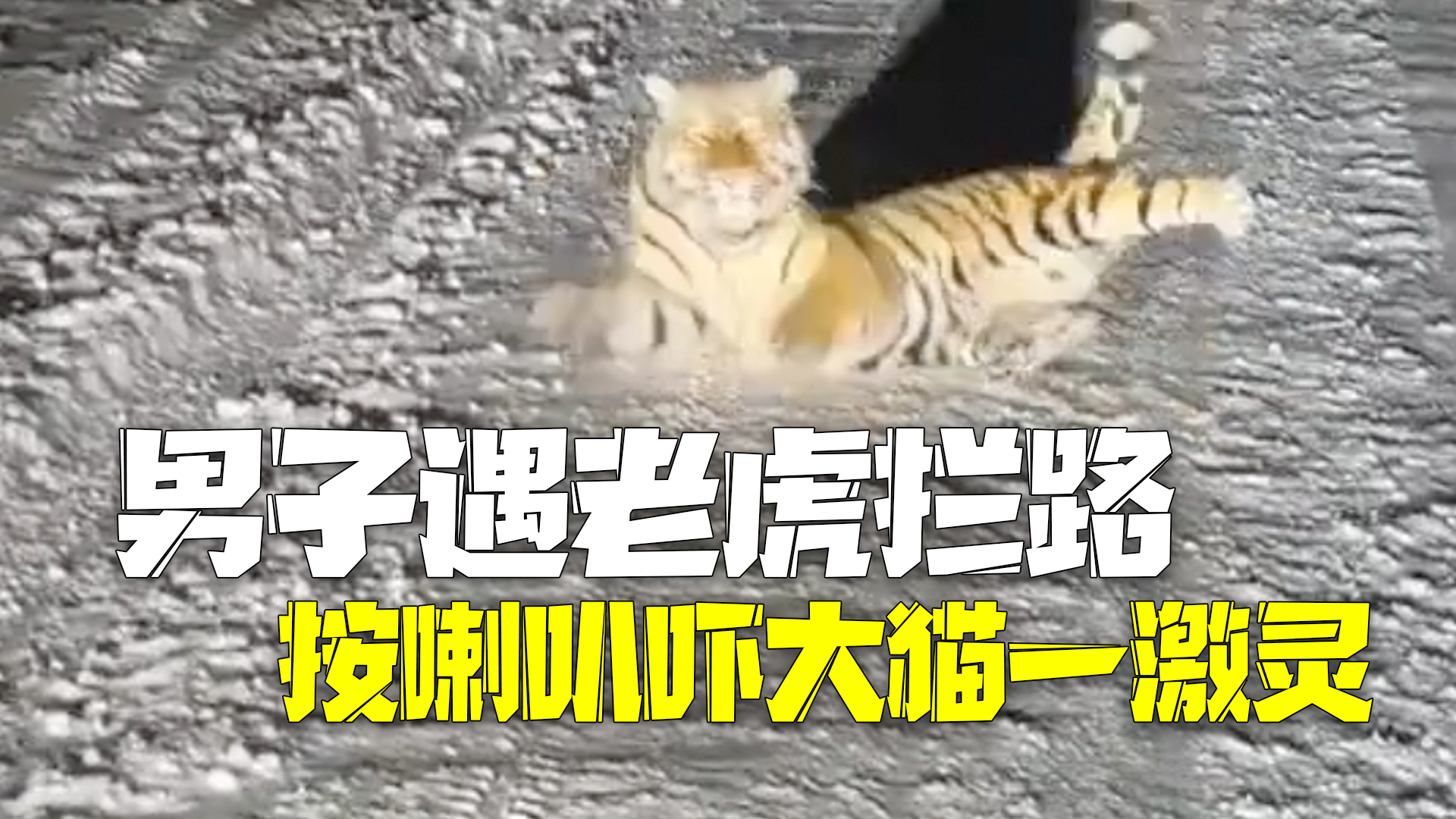 男子驾车夜遇东北虎拦路 按下喇叭大猫被吓一激灵