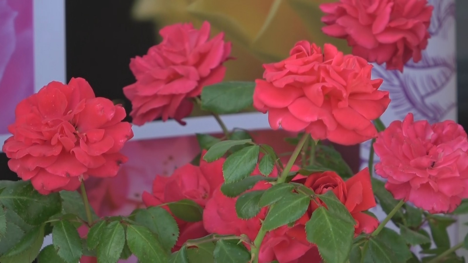 首次落地中国！国际月季大会将于2025年5月在北京门头沟举办