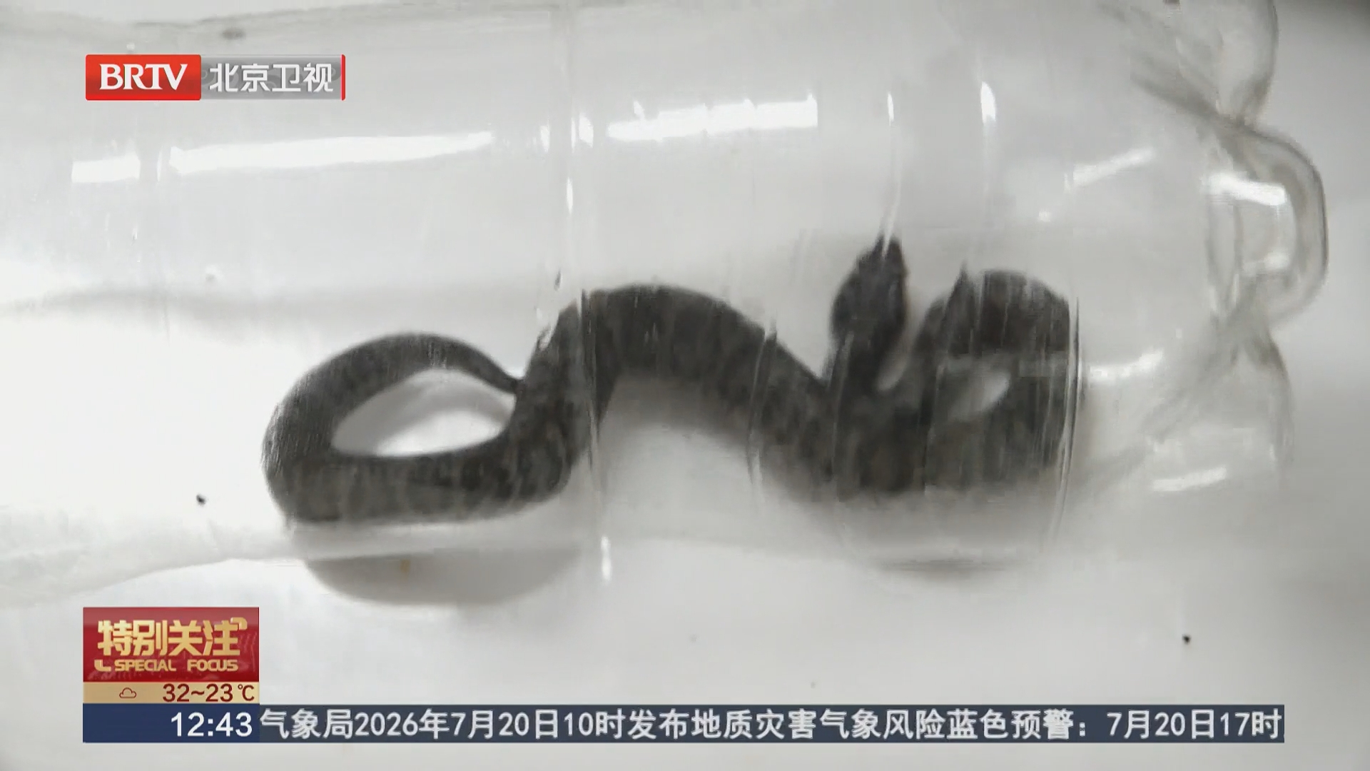 医生提醒：被蛇咬伤用嘴吸毒 抓蛇取证不可取