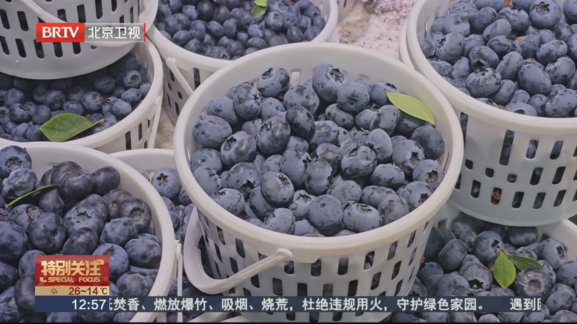 广西南宁 蓝莓能当消炎药吃？医生提醒：食用有讲究