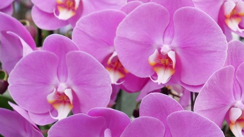 年宵花，安排！（有福利）