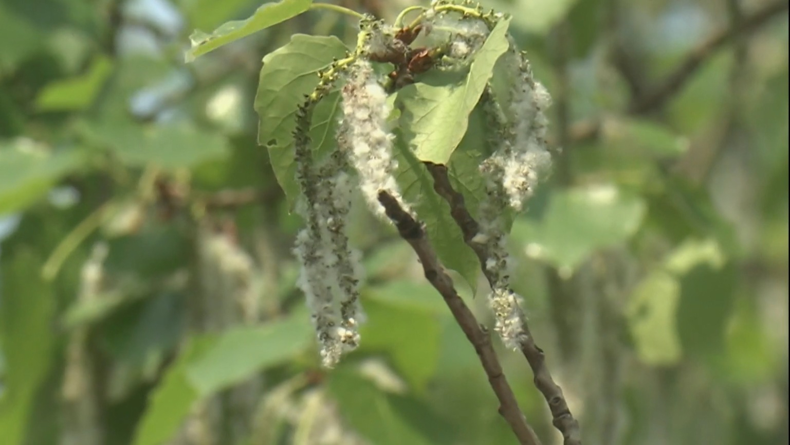 北京发布2026年首个杨柳飞絮预报 北京发布2026年首个杨柳飞絮预报