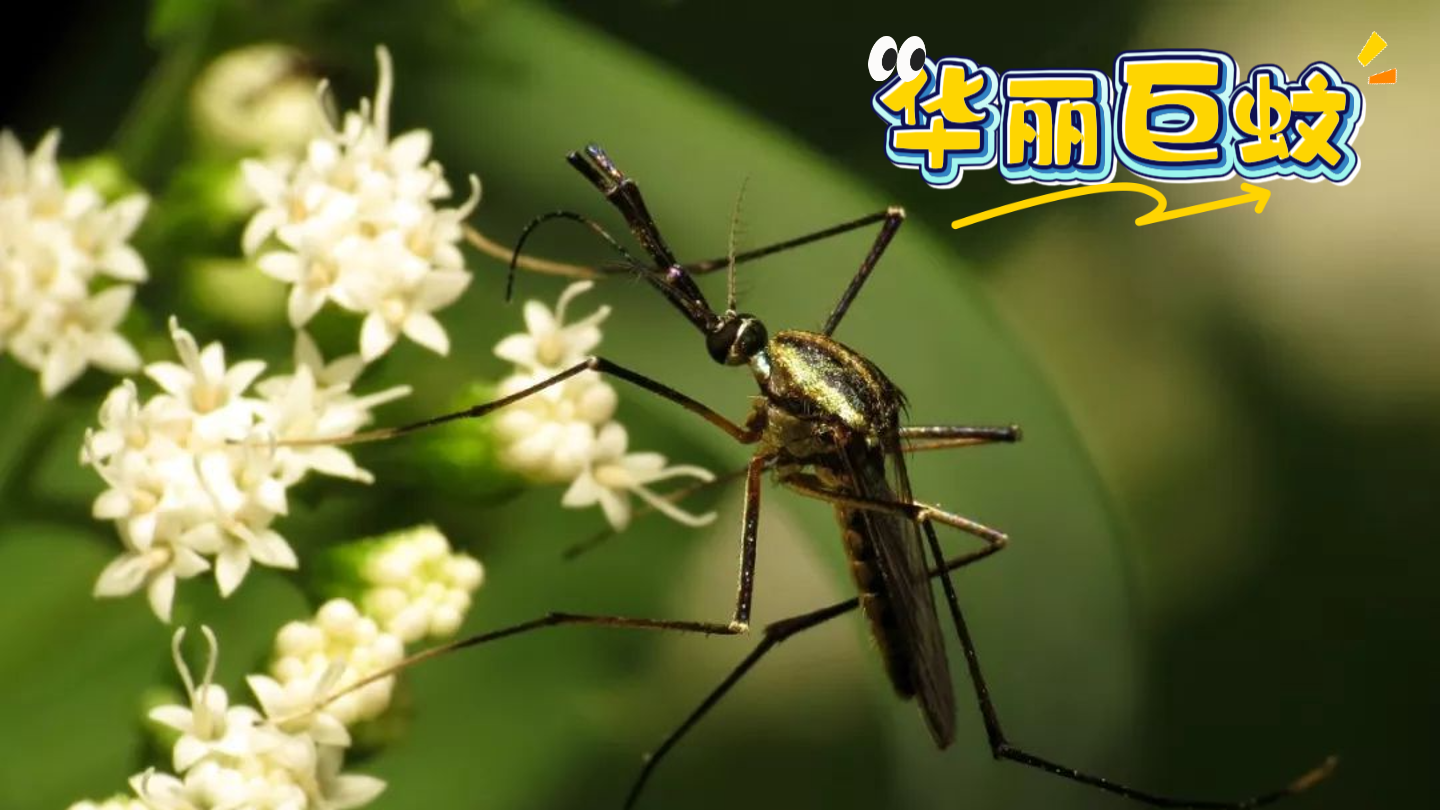 “放蚊子吃蚊子”这招厉害了!夏天怕被蚊子咬的人也不怕了 “放蚊子吃蚊子”这招厉害了!夏天怕被蚊子咬的人也不怕了
