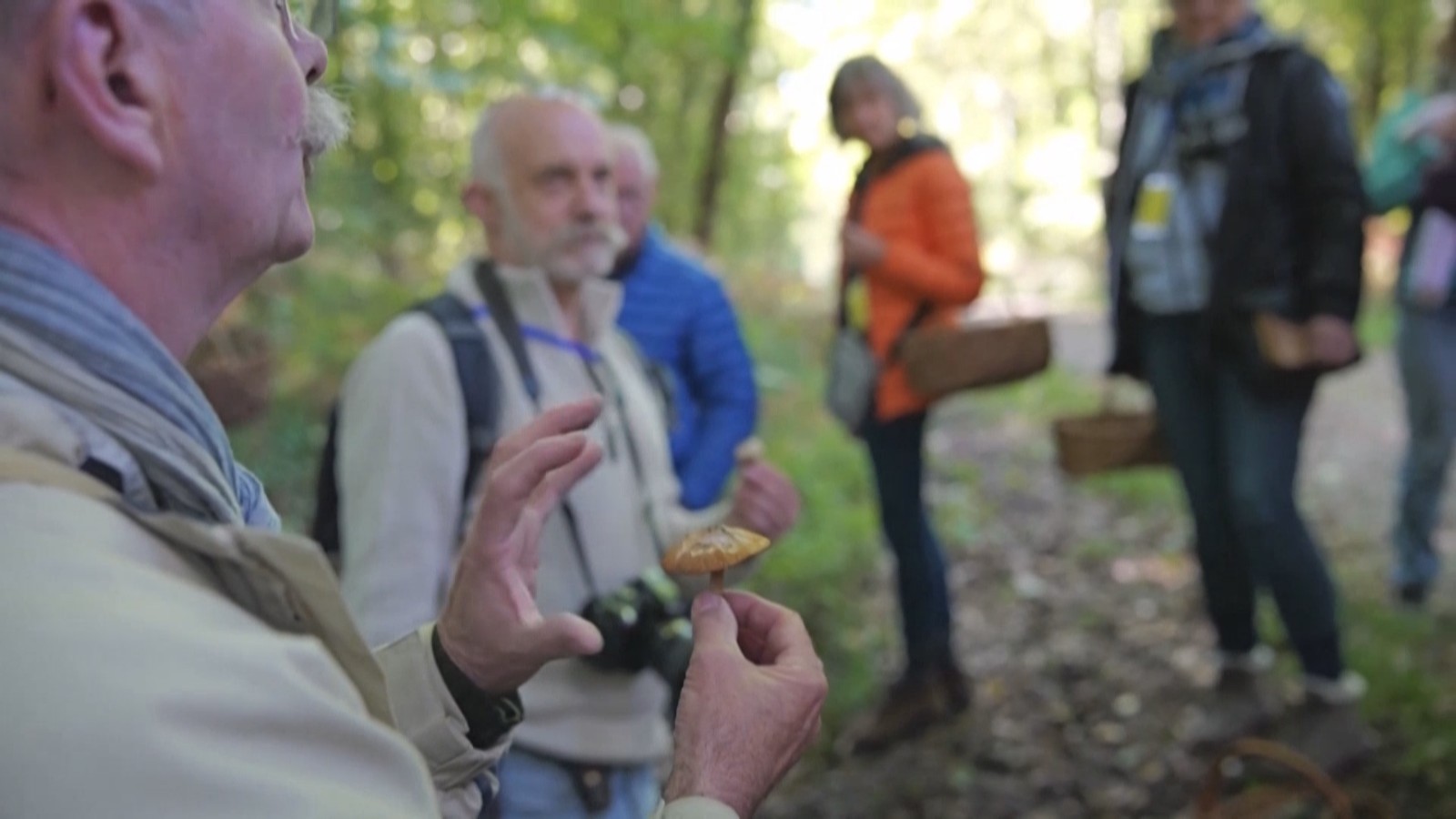 森林中的蘑菇课教民众识别可食用与有毒蘑菇 森林中的蘑菇课教民众识别可食用与有毒蘑菇