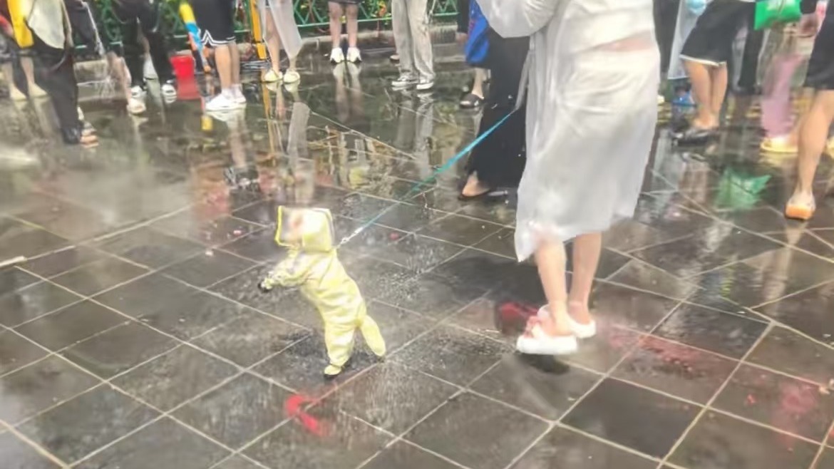 云南泼水节上全民狂欢 连狗狗都难逃 #泼水节