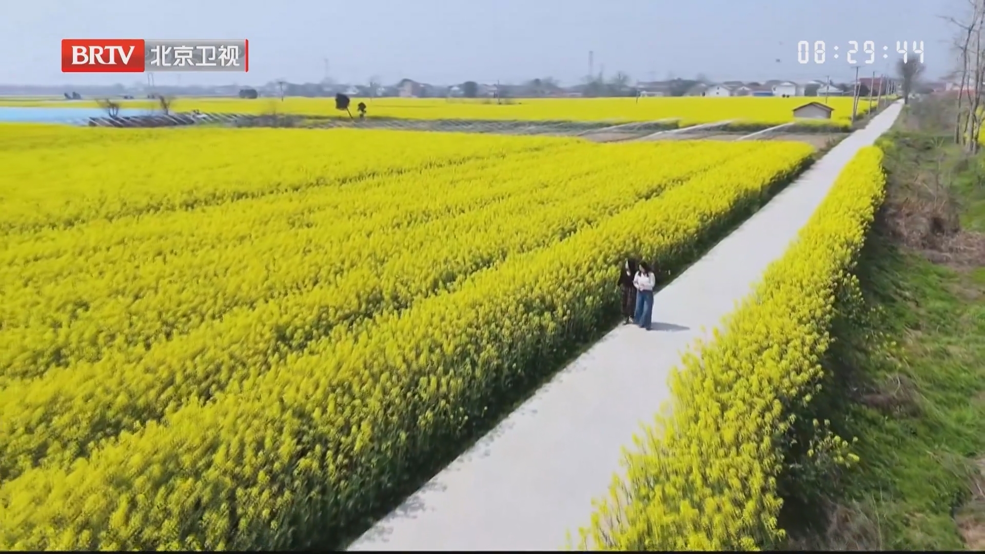 湖南常德：金黄油菜花醉游人