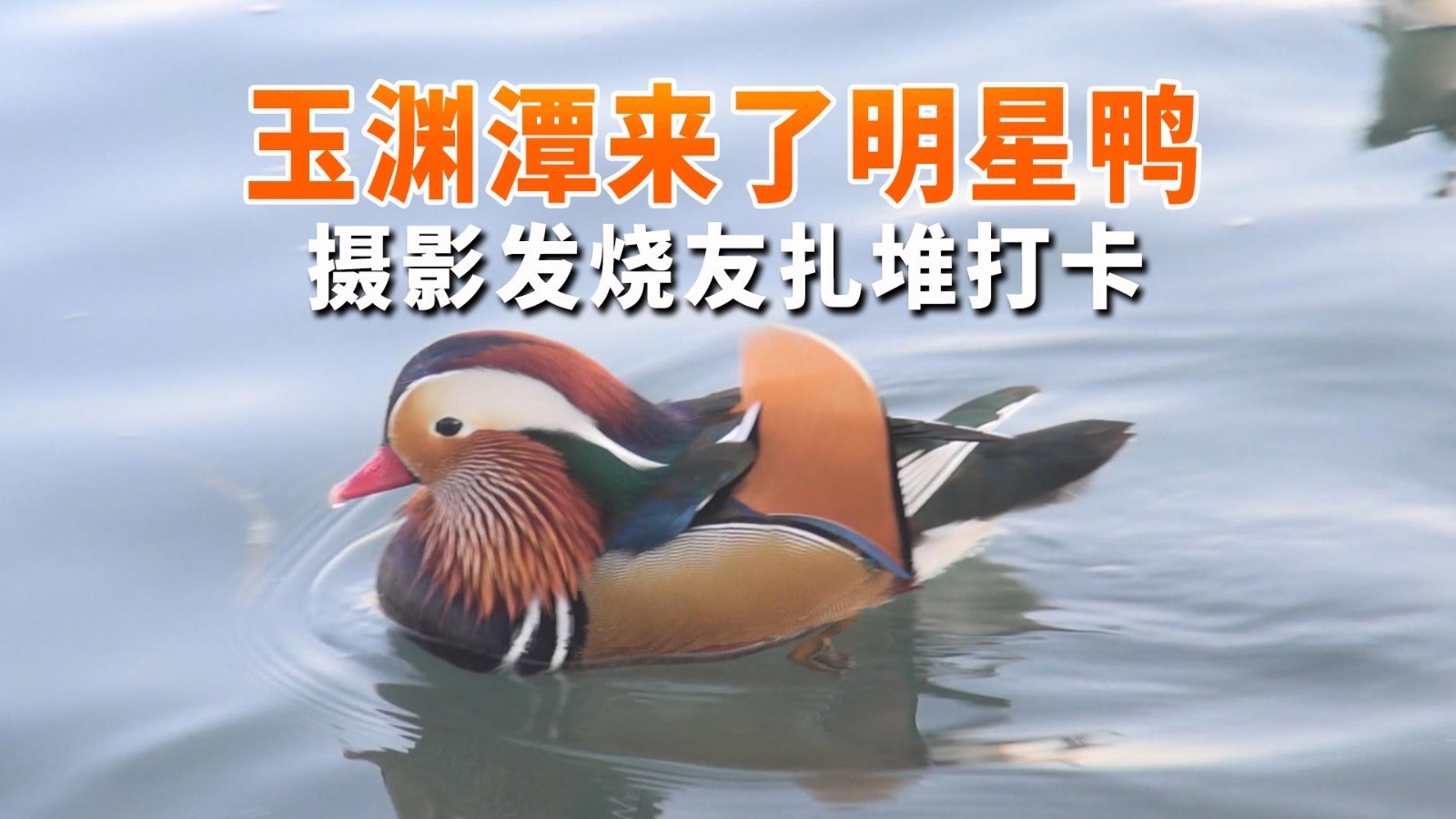 玉渊潭公园来了“明星鸭” 摄影发烧友扎堆打卡 玉渊潭公园来了“明星鸭” 摄影发烧友扎堆打卡