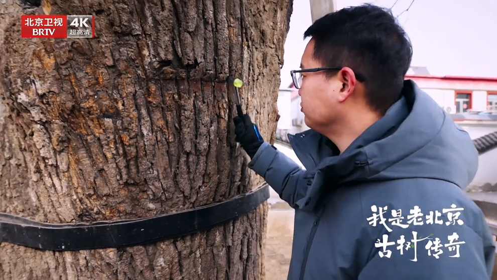 600年古槐靠什么站到今天 600年古槐靠什么站到今天