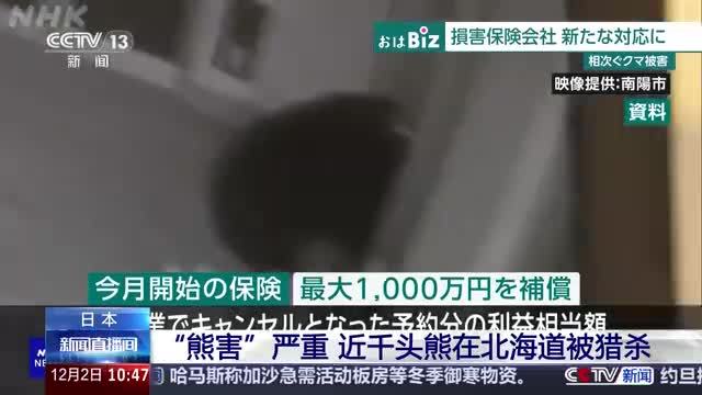 近千头熊在北海道被猎杀