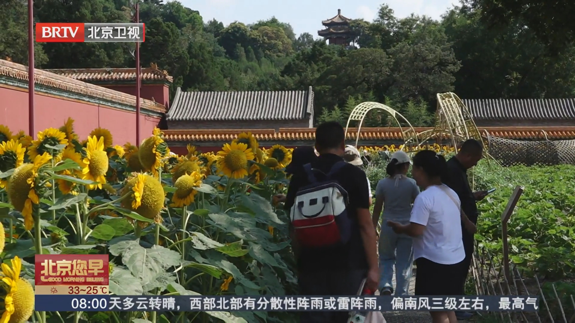 中轴添新景 景山公园向日葵盛开