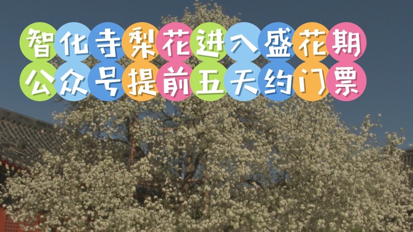 顶流智化寺梨花今起进入盛花期！请注意！今年不现场售票了