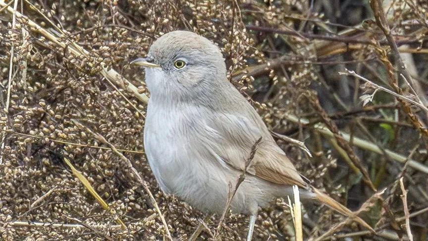 成功“加新”小可爱,真像“愤怒的小鸟”!北京首次记录 成功“加新”小可爱,真像“愤怒的小鸟”!北京首次记录